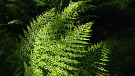 Fern-shaped plant in the forest. Beautiful graceful green leaves. Polypodiphyta, a department of vascular plants that includes modern ferns and ancient higher plants.の写真素材