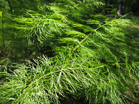 Fern-shaped plant in the forest. Beautiful graceful green leaves. Polypodiphyta, a department of...