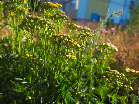Tansy, Tanacetum, a genus of perennial herbaceous plants and shrubs of the Asteraceae family....