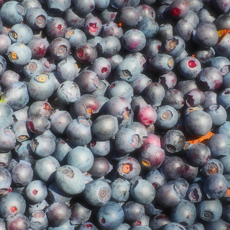 Blueberry, or Blueberry ordinary, or Blueberry myrrheal Vaccinium myrtillus, stunted shrub, family Heather. Fresh juicy first-class forest berries. Lots of blueberries, top view.の写真素材