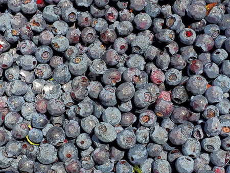Blueberry, or Blueberry ordinary, or Blueberry myrrheal Vaccinium myrtillus, stunted shrub, family...