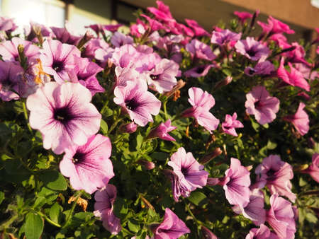 Pink and purple petunias on the flowerbed. Lush flowering of summer flowers. Petunia or Petunia is a genus of herbaceous or semi-shrubby perennial plants in the family Solanaceae.の写真素材