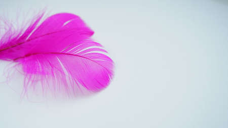 Pink and crimson feathers as a background. Light curved fluffy feathers. Flamingo plumage. Colored feathers. Theme of Love, St. Valentine's Day.の写真素材