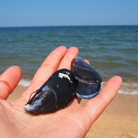 Mediterranean mussel, Mytilus galloprovincialis. Edible clam. The shell is wedge-shaped, black...