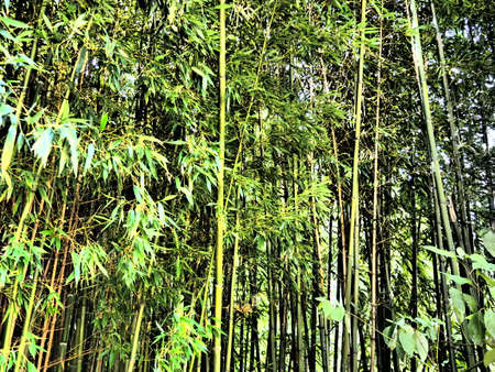Bambusa bamboo is a genus of perennial evergreens in the Poaceae family of Cereals, from the Bambuseae subfamily. Tropical and subtropical regions of Asia, humid tropics. Woody stalks of bamboo strawの写真素材