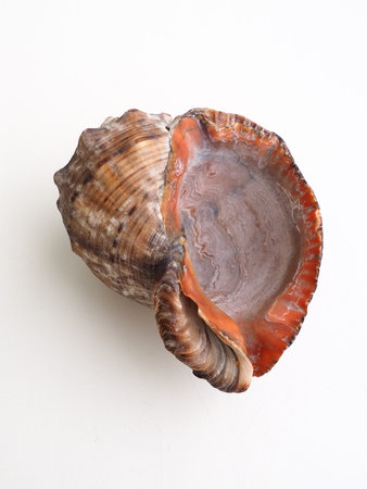 Rapana, genus of carnivorous marine prosobranch gastropods from the Muricidae. The shell is broadly...