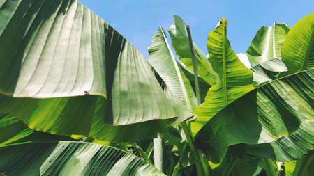 Green Banana leaf in nature, Banana leafの写真素材