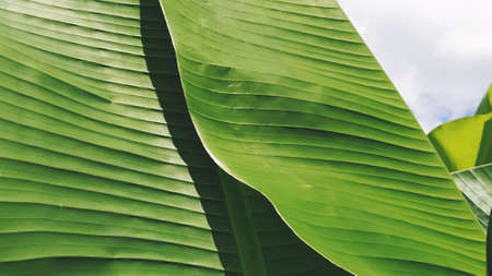 Green Banana leaf in nature, Banana leafの写真素材