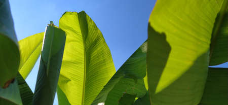 Green Banana leaf in nature, Banana leafの写真素材