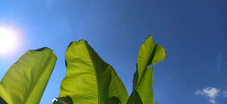 Green Banana leaf in nature, Banana leafの写真素材