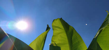 Green Banana leaf in nature, Banana leafの写真素材