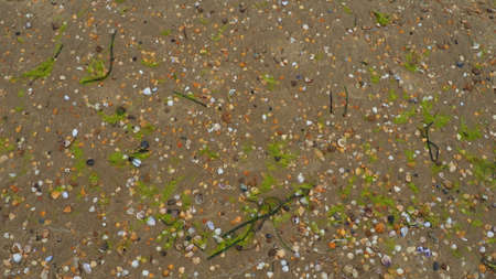 Sand, seaweed and seashells background. Wet coarse quartz sand. Beach after heavy rain. Natural brown material after a storm. Long green algae are thrown by water from the sea or ocean onto the shore.の写真素材