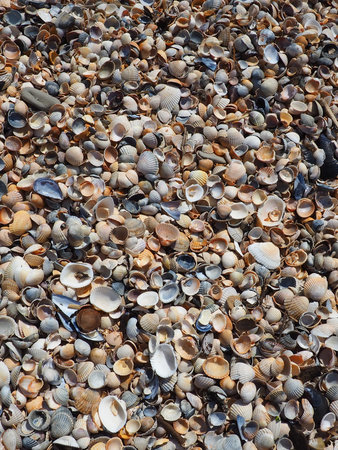 Shells from gastropods of bivalve molluscs living in the Azov and Black seas, Golubitskaya. Beige,...