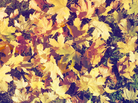 Maple leaves background. An Indian summer is a period of unseasonably warm, dry weather. Many...