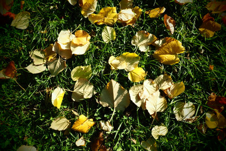 Yellow leaves of a linden tree on the grass. City Park. Fallen leaves of European linden. Young plants make their way through the grass. Lawn in leaf fall. Sunny calm October weather. Indian summerの写真素材