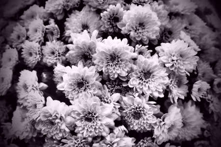 Chrysanthemums in a bouquet. Black and white monochrome photography. Dark vignetting. Postcard or card. Congratulations or expressions of regret. Flower texture. Dark vignette lilac shade or filterの写真素材
