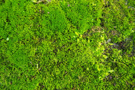 Mossy higher plants or bryophytes. The theme of bryology, the science of mosses. Damp concrete covered with a bright green moss carpet. Beautiful natural background. Soft focus.の写真素材
