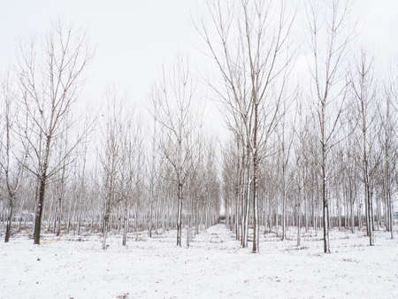 Planting plants - hygrophytes to drain wetlands. Fight against the high standing of underground waters and waterlogging of urban areas. Rows of young poplars. Drainage of territories. Winter.の写真素材