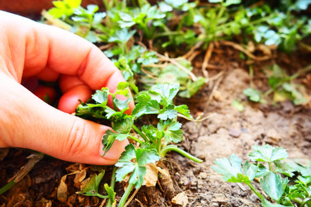 Young plants of parsley and celery carefully planted by women's hands. Spring agricultural work in...