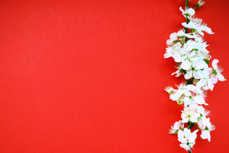 White flowers of bird cherry on a red background. Copy space for text. Bright card for the holiday or invitation. Spring timeの写真素材