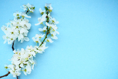 White flowers of bird cherry on a blue background. Copy space for text. Bright card for the holiday...