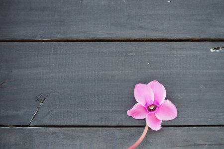 Cyclamen flower on black shabby wooden background. One flower with five petals, Stem without leaves....