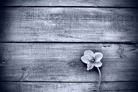 Cyclamen flower on a black wooden background. One flower with five petals, Copy space. Floral card with cyclamen. Rustic pastoral style. Black and white monochrome. With regret. Sorry postcard.の写真素材