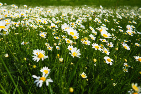 Daisies grow in the field. Matricaria chamomilla as a medicinal, cosmetic and aromatic agent. A...