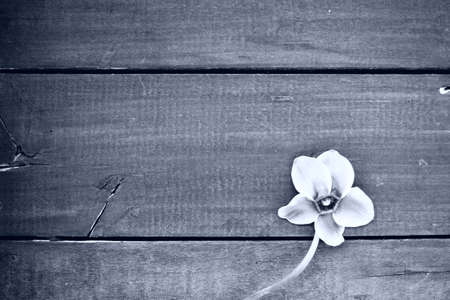 Cyclamen flower on a black wooden background. One flower with five petals, Copy space. Floral card with cyclamen. Rustic pastoral style. Black and white monochrome. With regret. Sorry postcard.の写真素材