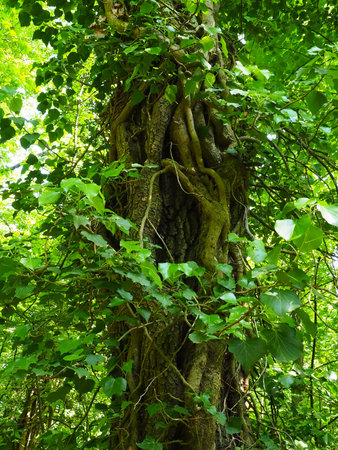 Creepers on tree branches in a European forest. Serbia, Fruska Gora National Park. A plant that...