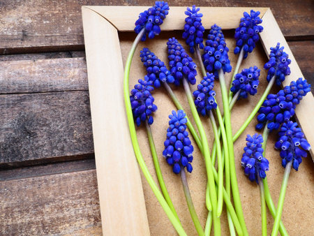 Blue spring flowers on a wooden photo frame. Muscari armeniacum on a wooden background. Bright...