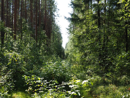 Picea spruce, a genus of coniferous evergreen trees in the pine family Pinaceae. Coniferous forest...
