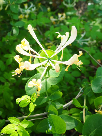 Honeysuckle blooms in the garden. White and yellow flowers of Lonicera Caprifolium against of green...