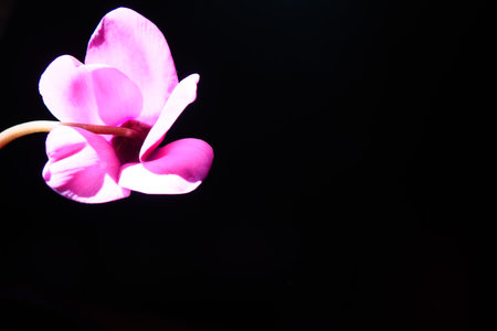 Cyclamen, or Alpine violet, is a genus of plants in the subfamily Myrsinoideae of the family...