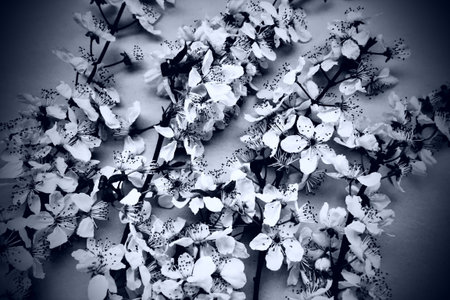 White flowers of bird cherry. Card for the holiday or invitation. Spring time. Foggy blurry photo....