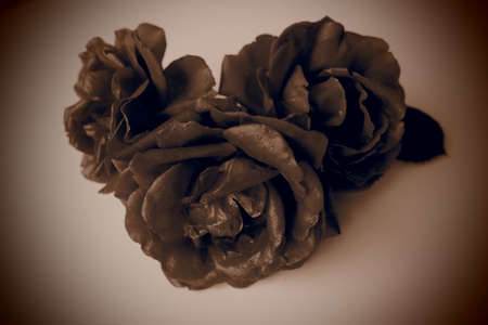 Three Sepia Brown Roses tone. White background, dark vignetting on the edges. Please accept our condolences. Mourning or an expression of regretの写真素材