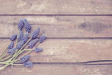 Blue spring flowers on a wooden background. Muscari armeniacum on a wooden background. Bright postcard, congratulations. Copy space still life flat lay. Dark shabby old wood. Armenian grape hyacinthの写真素材