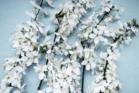 White flowers of bird cherry on a blue background. Bright card for the holiday or invitation. Spring time. Foggy blurry photo. Abstract gentle spring blur. Many flowers on the branchesの写真素材