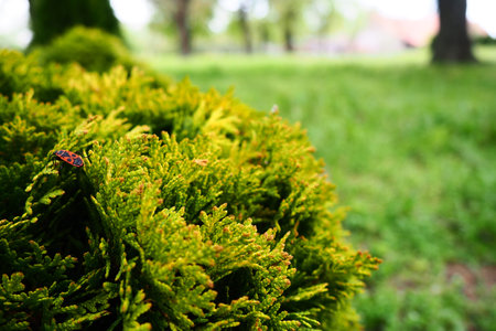 Sheared thuja on the lawn. Shaping the crown of thuja. Garden and park. Floriculture and...