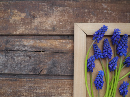 Blue spring flowers on a wooden photo frame. Muscari armeniacum on a wooden background. Bright postcard, congratulations. Copy space still life flat lay. Dark shabby old wood. Armenian grape hyacinthの写真素材