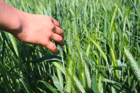Human hand on the background of a wheat field. Hand of a boy touching young cereal plants....