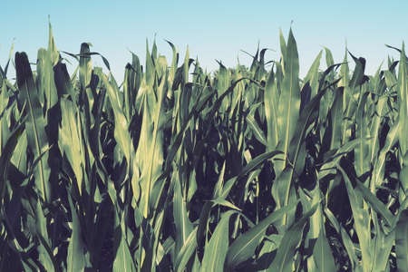 Corn is a tall annual herbaceous plant. Grain crop. Growing corn in the field at a golden hour in the evening in the summer. Serbia. The problem of hunger and food. Agriculture. Cornfield and blue skyの写真素材