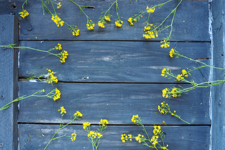 Yellow rapeseed flowers laid out in a circle on wooden background. Wildflowers are arranged neatly...