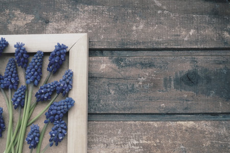 Blue spring flowers on a wooden photo frame. Muscari armeniacum on a wooden background. Bright postcard, congratulations. Copy space still life flat lay. Retro vintage style. Armenian grape hyacinthの写真素材