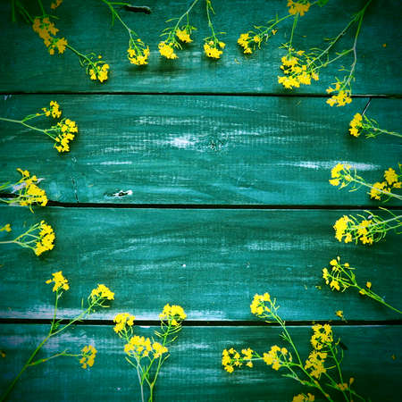 Yellow rapeseed flowers laid out in a circle on wooden background. Wildflowers are arranged neatly on the table. Copy space still life. Free space for text. Brassica napus Cabbageaceae. wooden tray.の写真素材