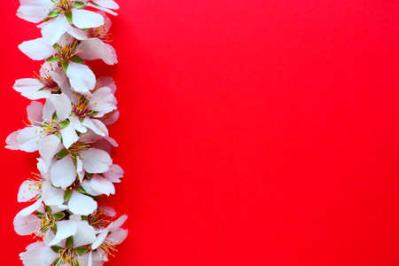 White flowers of bird cherry on a red background. Copy space for text. Bright card for the holiday or invitation. spring timeの写真素材