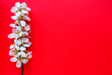 White flowers of bird cherry on a red background. Copy space for text. Bright card for the holiday or invitation. spring timeの写真素材