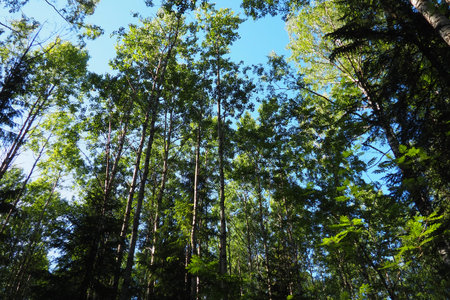 Taiga biome dominated by coniferous forests. Picea spruce, genus of coniferous evergreen trees in...
