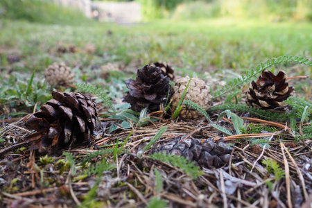 Pine or spruce cones lie on old dried up foliage and on pine needles. close up. Forest path in a...