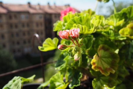 pink zonal geraniums on the windowsill. Pelargonium peltatum is a species of pelargonium known by the common names Pelargonium grandiflorum. Cranesbill or crane's-bill. Green leavesの写真素材